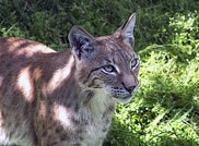 Lynx